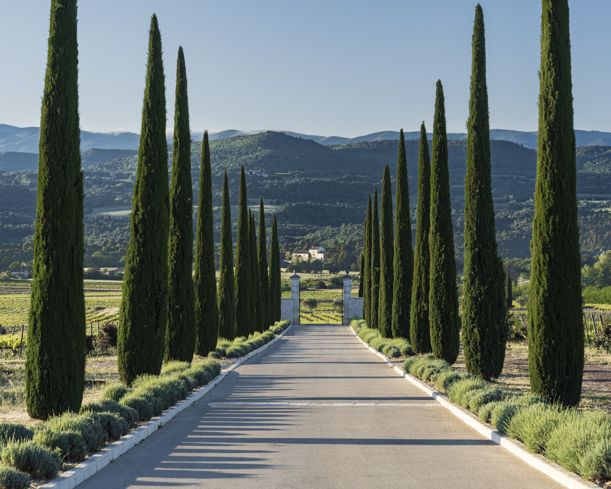 All&eacute;e proven&ccedil;ale bord&eacute;e d&rsquo;arbres, campagne du Luberon