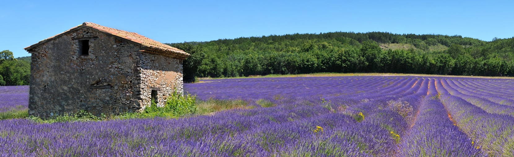 Champs de lavande en Provence avec borie en pierre s&egrave;che, Luberon en &eacute;t&eacute;