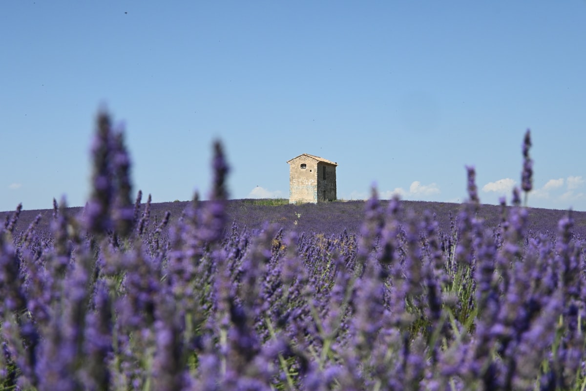 Champ de lavande proven&ccedil;al avec b&acirc;tisse en arri&egrave;re-plan, Luberon
