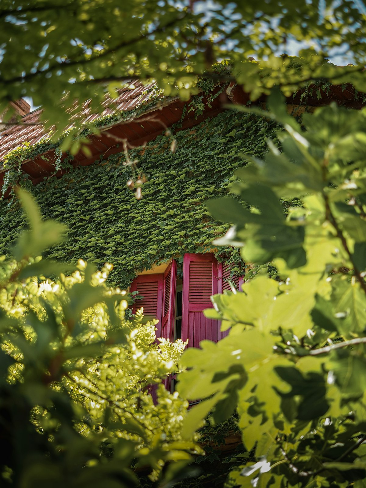 Maison proven&ccedil;ale couverte de vigne, charme du patrimoine b&acirc;ti du Luberon